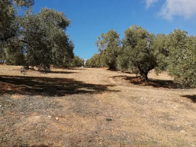 Plot - Land в продаже в Sierra de Yeguas, Málaga. В доме 1 спален и 1 ванных комнат. Площадь дома 316 м². Площадь участка 211711 м²