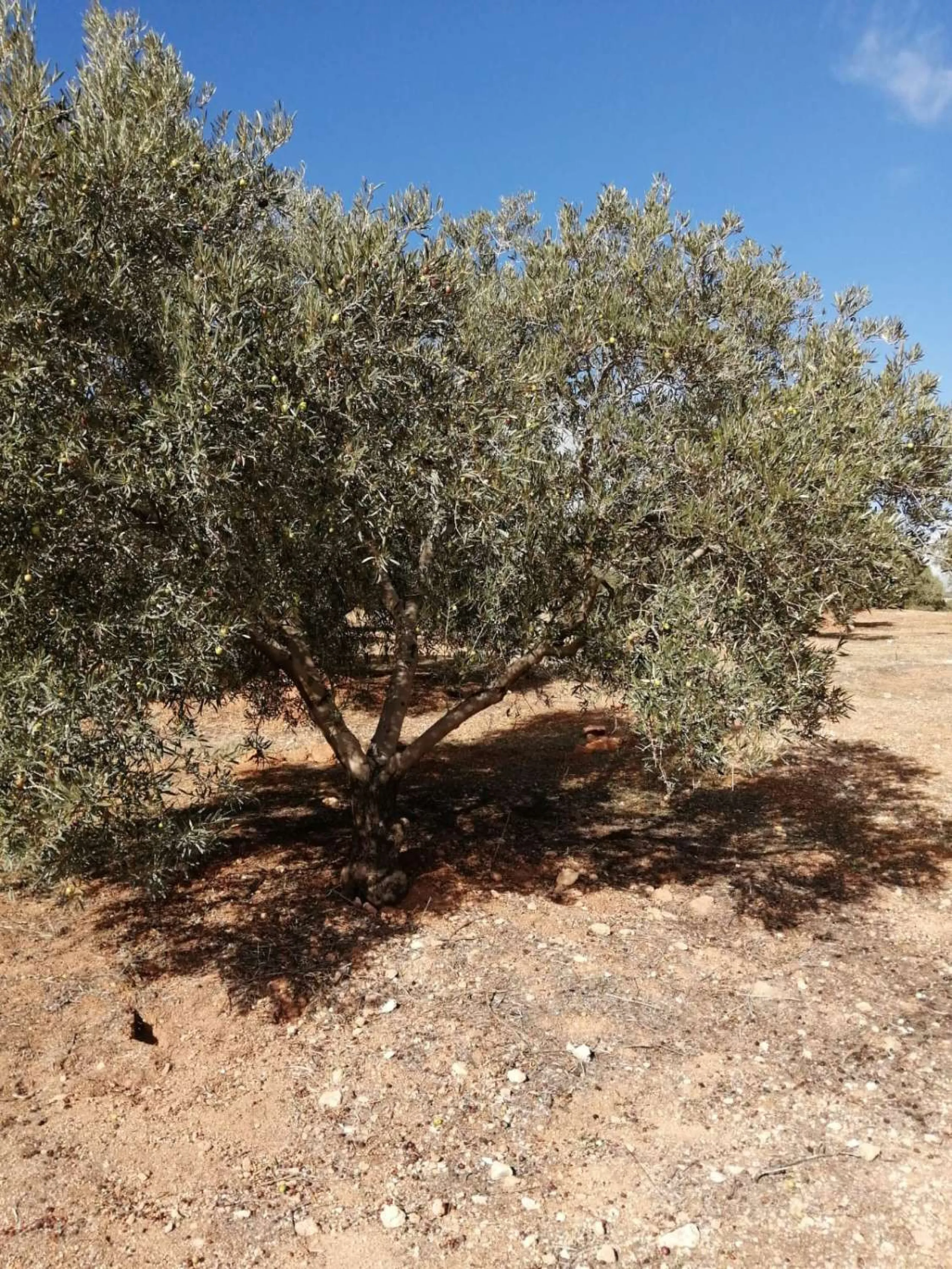 Plot - Land в продаже в Sierra de Yeguas, Málaga. В доме 1 спален и 1 ванных комнат. Площадь дома 316 м². Площадь участка 211711 м²
