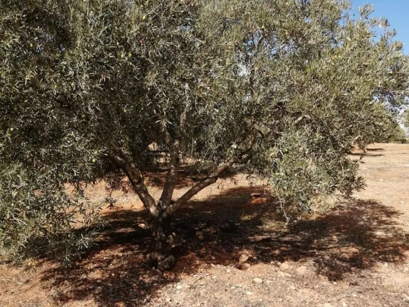 Plot - Land в продаже в Sierra de Yeguas, Málaga. В доме 1 спален и 1 ванных комнат. Площадь дома 316 м². Площадь участка 211711 м²