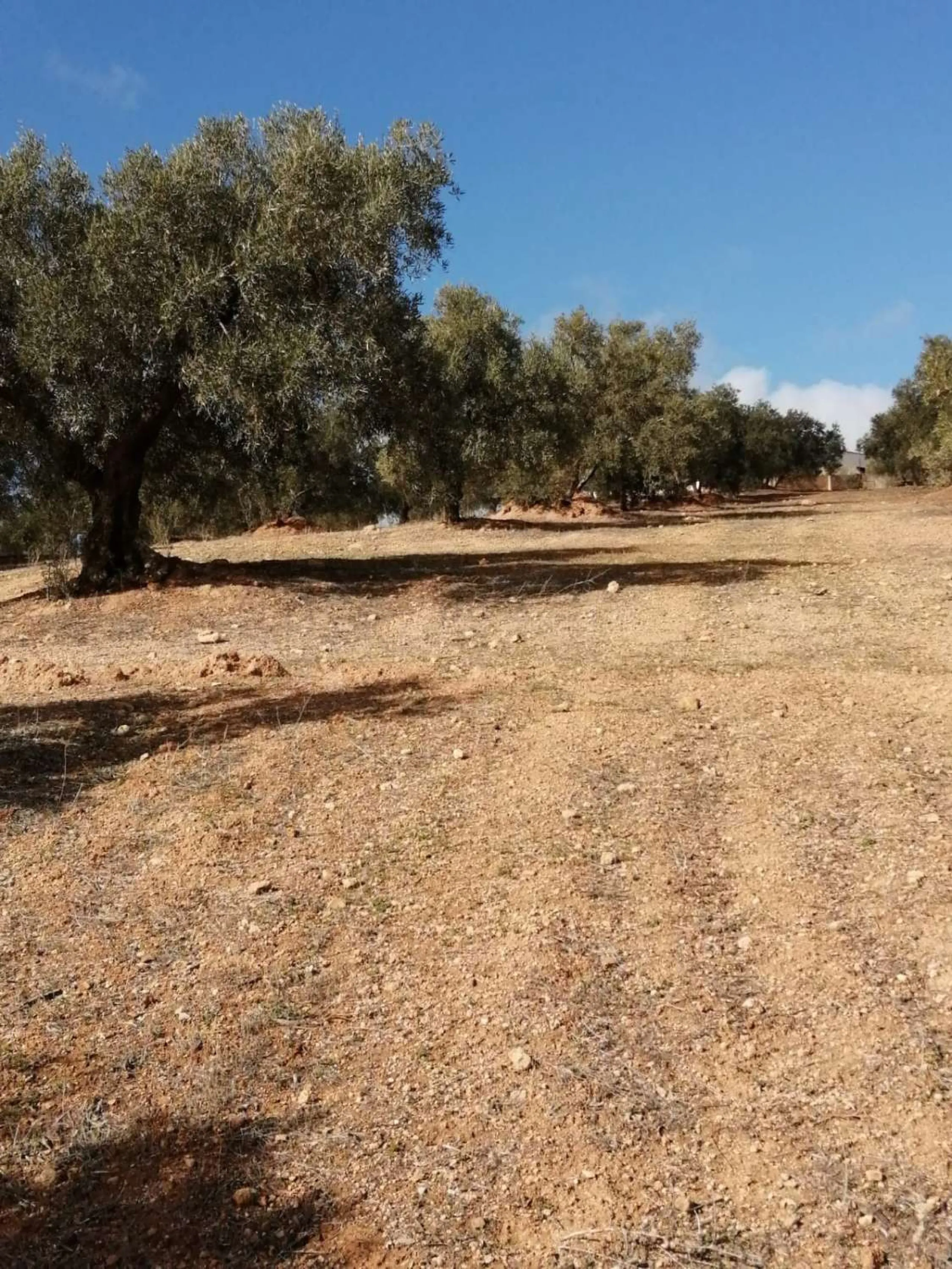Plot - Land в продаже в Sierra de Yeguas, Málaga. В доме 1 спален и 1 ванных комнат. Площадь дома 316 м². Площадь участка 211711 м²