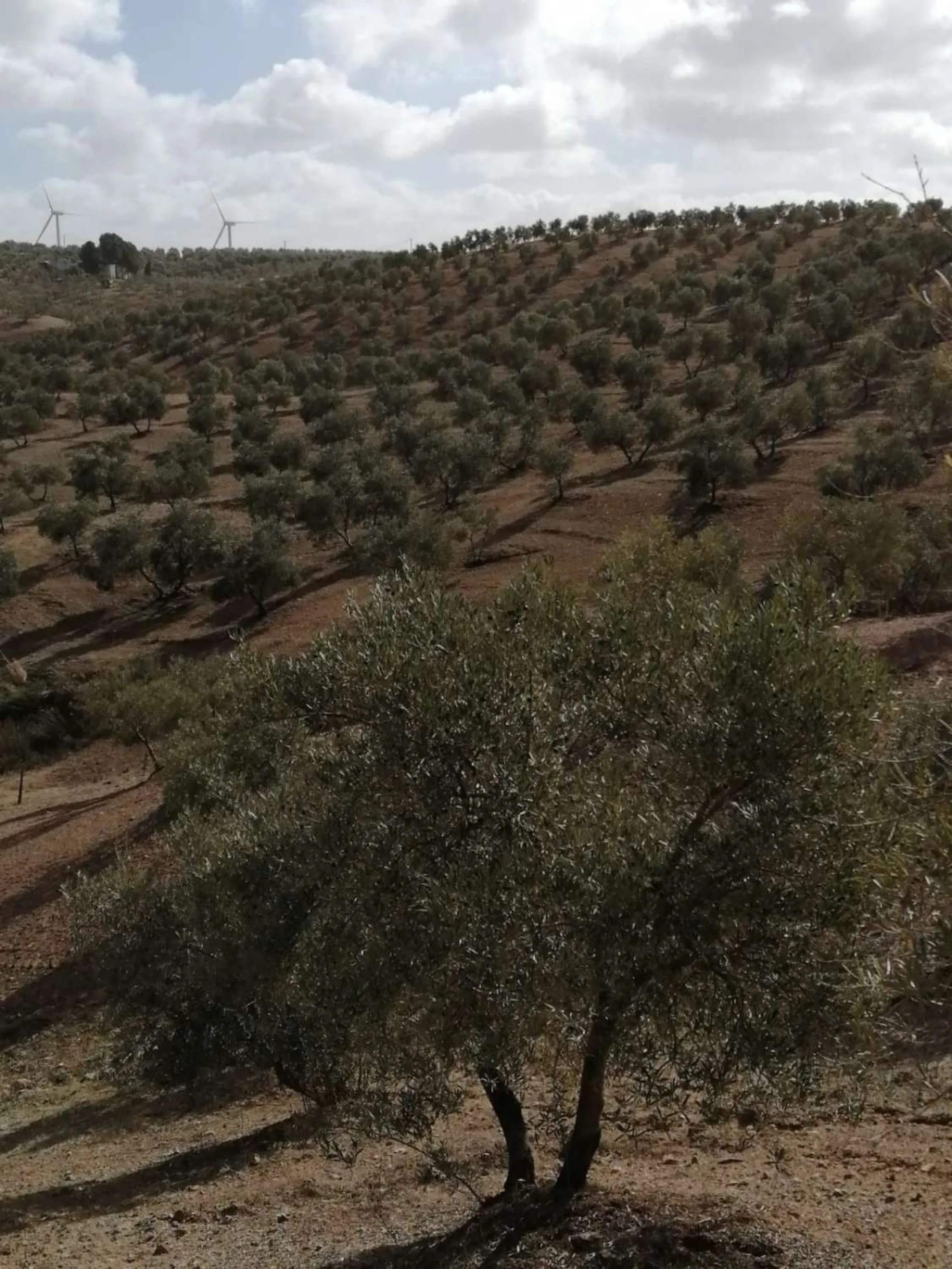 Plot - Land в продаже в Sierra de Yeguas, Málaga. В доме 1 спален и 1 ванных комнат. Площадь дома 316 м². Площадь участка 211711 м²