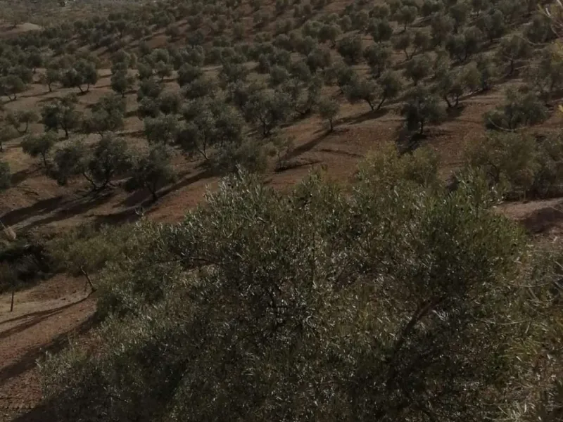 Plot - Land в продаже в Sierra de Yeguas, Málaga. В доме 1 спален и 1 ванных комнат. Площадь дома 316 м². Площадь участка 211711 м²