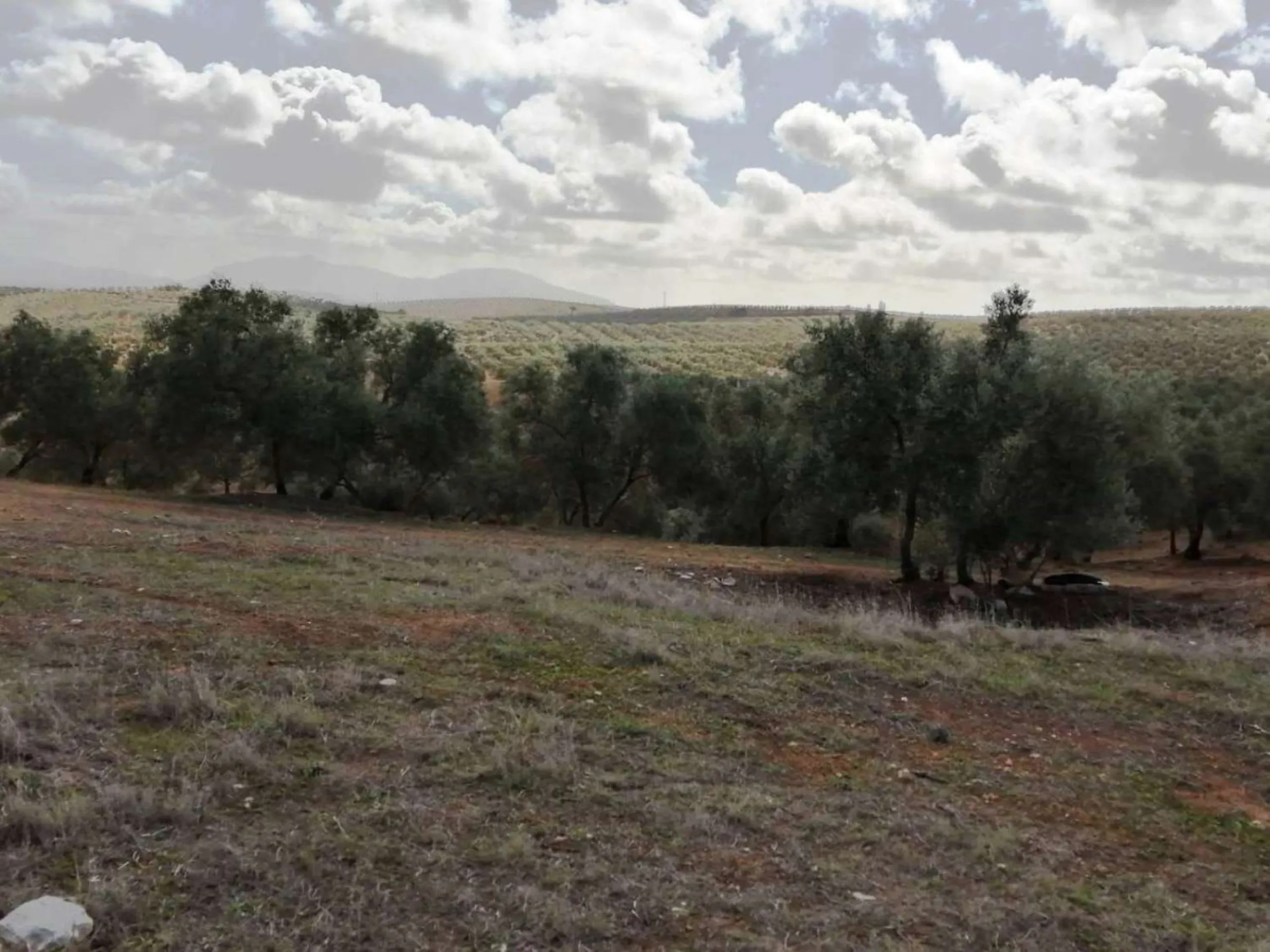 Plot - Land в продаже в Sierra de Yeguas, Málaga. В доме 1 спален и 1 ванных комнат. Площадь дома 316 м². Площадь участка 211711 м²