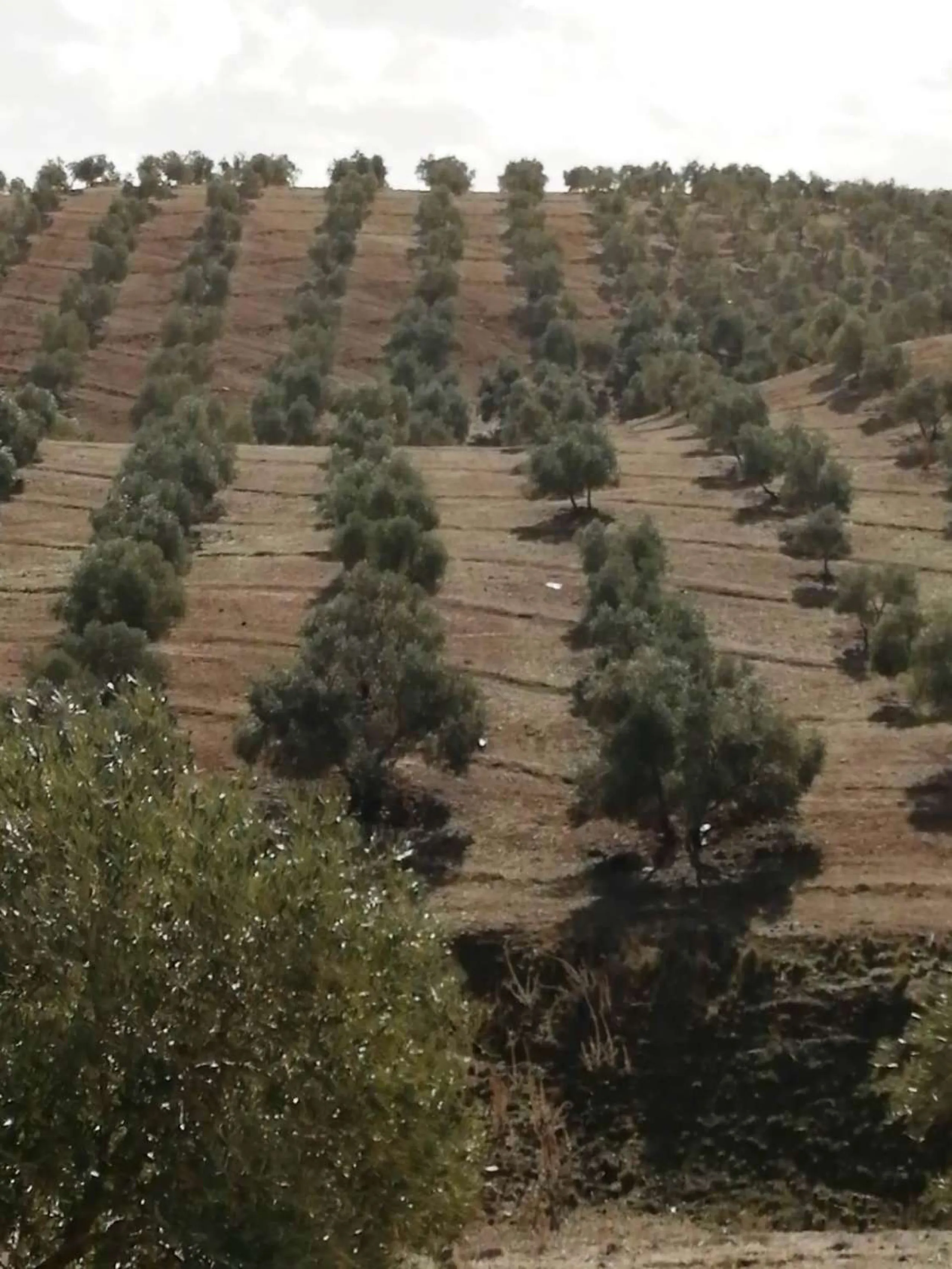 Plot - Land в продаже в Sierra de Yeguas, Málaga. В доме 1 спален и 1 ванных комнат. Площадь дома 316 м². Площадь участка 211711 м²