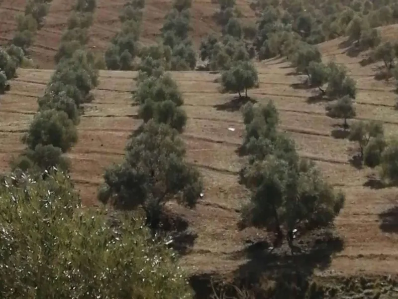 Plot - Land в продаже в Sierra de Yeguas, Málaga. В доме 1 спален и 1 ванных комнат. Площадь дома 316 м². Площадь участка 211711 м²