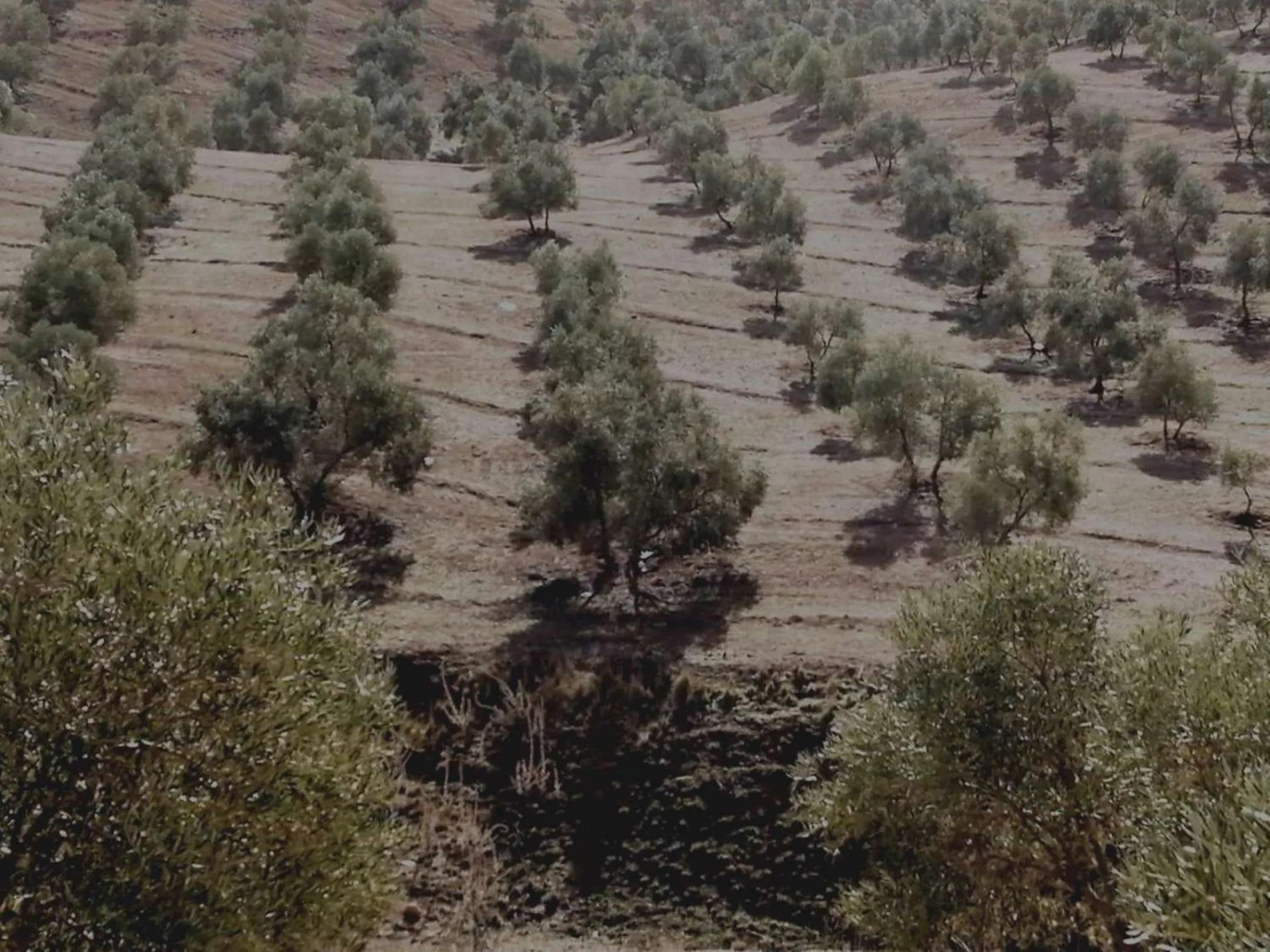 Plot - Land в продаже в Sierra de Yeguas, Málaga. В доме 1 спален и 1 ванных комнат. Площадь дома 316 м². Площадь участка 211711 м²