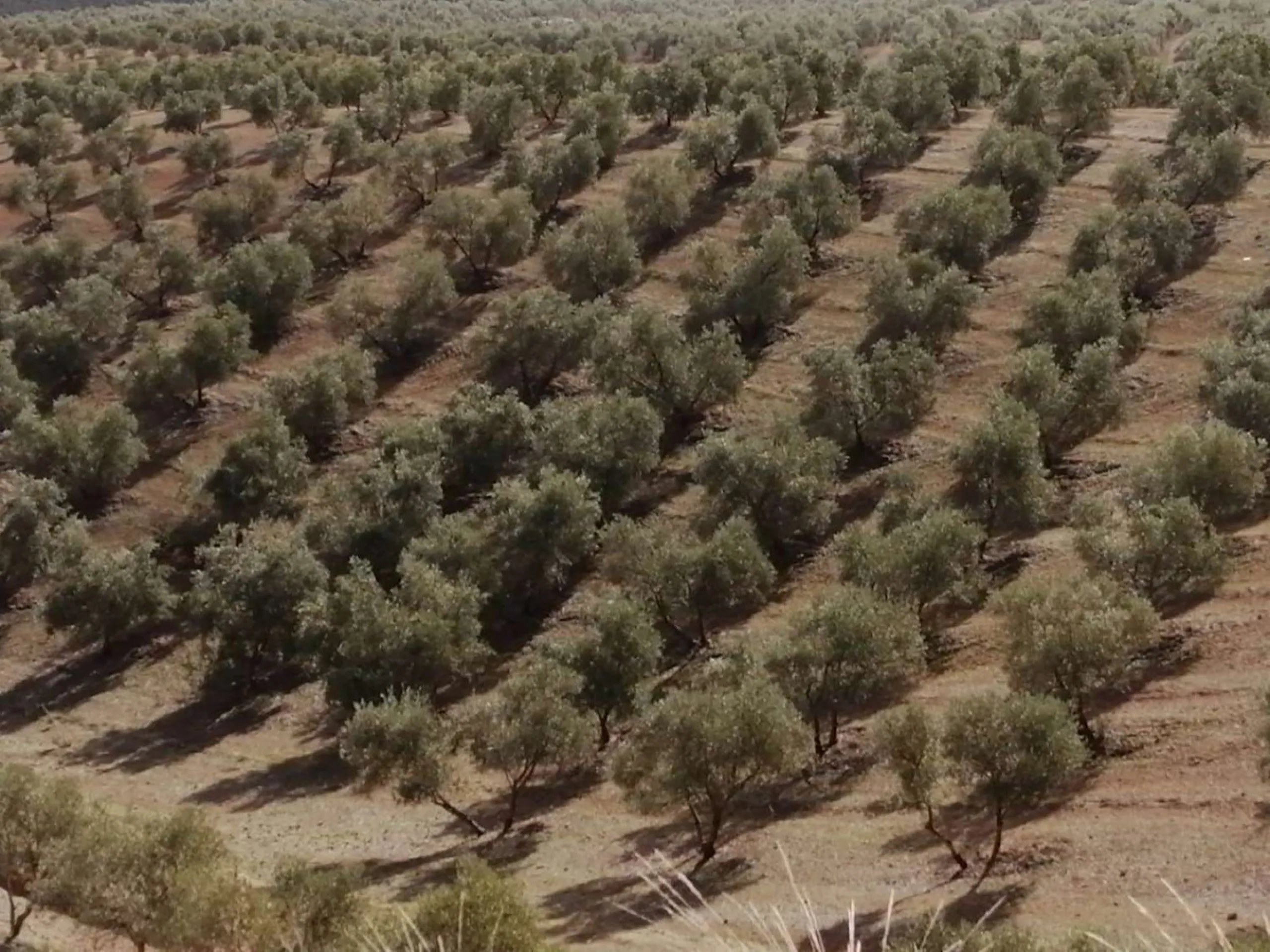 Plot - Land в продаже в Sierra de Yeguas, Málaga. В доме 1 спален и 1 ванных комнат. Площадь дома 316 м². Площадь участка 211711 м²