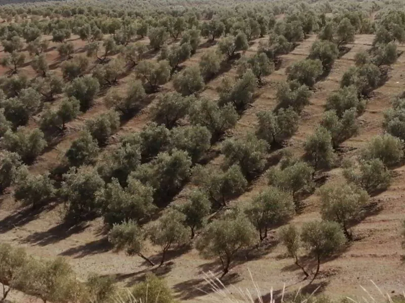 Plot - Land в продаже в Sierra de Yeguas, Málaga. В доме 1 спален и 1 ванных комнат. Площадь дома 316 м². Площадь участка 211711 м²