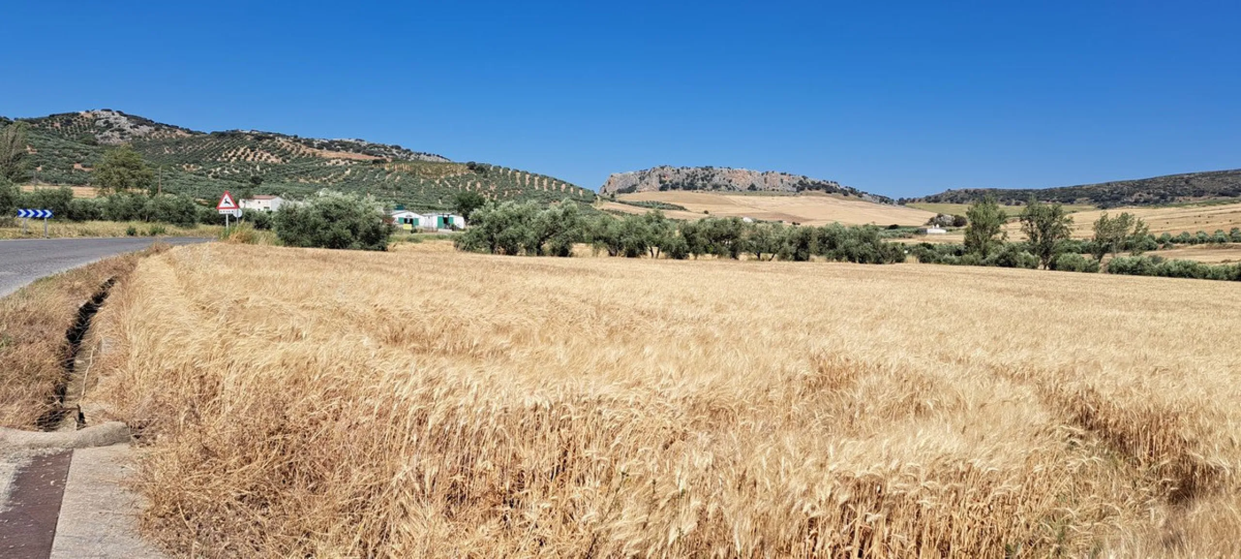 Completely flat development land with an approved and flexible project for 31 homes | 8,191 m² next to the Ronda-Campillos highway, opposite a sold development, 20 minutes from Ronda and 1 hour from Málaga and the Costa del Sol