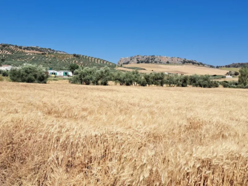 Completely flat development land with an approved and flexible project for 31 homes | 8,191 m² next to the Ronda-Campillos highway, opposite a sold development, 20 minutes from Ronda and 1 hour from Málaga and the Costa del Sol