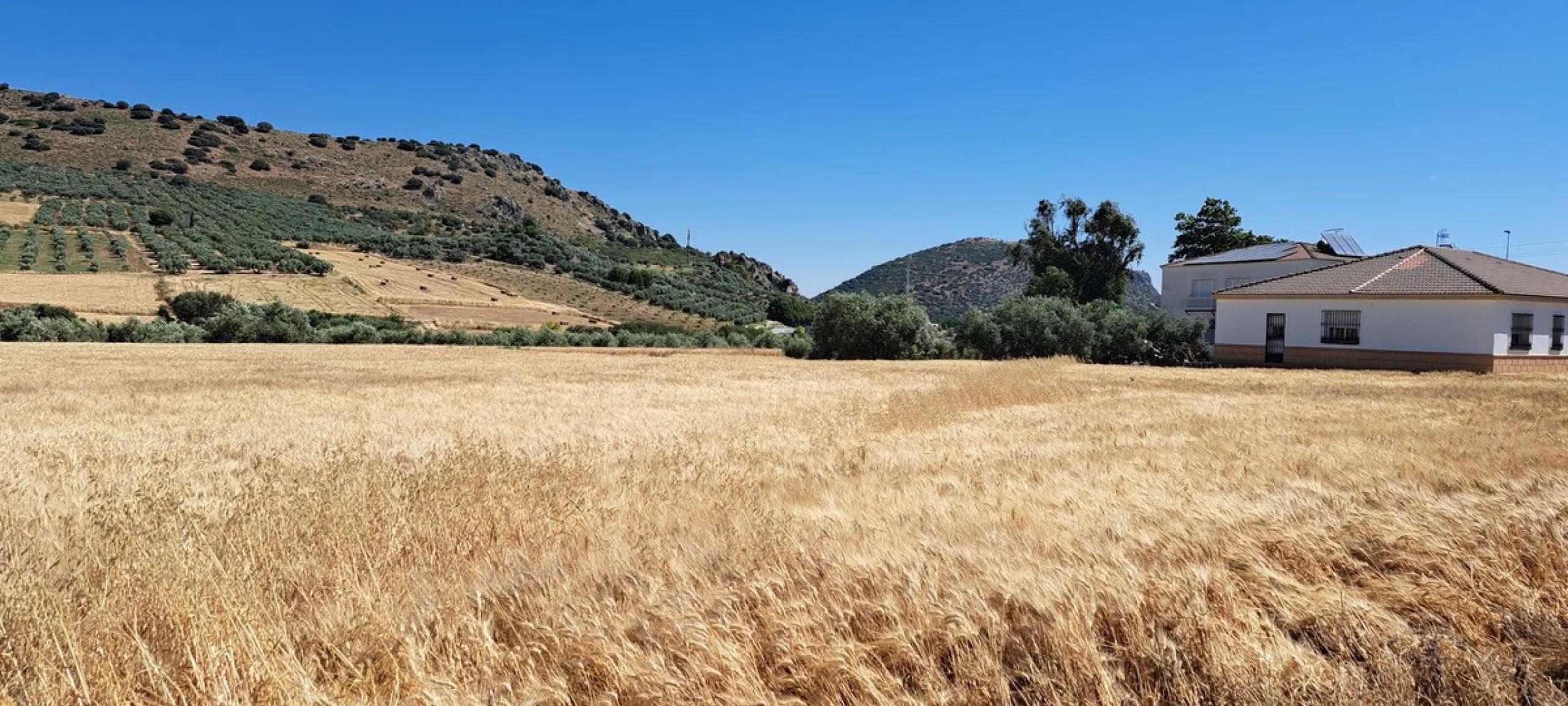 Completely flat development land with an approved and flexible project for 31 homes | 8,191 m² next to the Ronda-Campillos highway, opposite a sold development, 20 minutes from Ronda and 1 hour from Málaga and the Costa del Sol