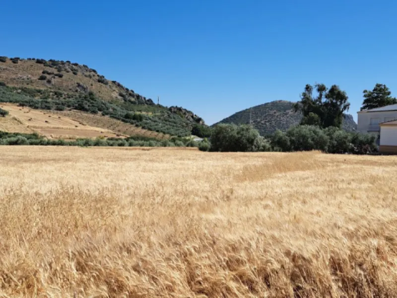 Completely flat development land with an approved and flexible project for 31 homes | 8,191 m² next to the Ronda-Campillos highway, opposite a sold development, 20 minutes from Ronda and 1 hour from Málaga and the Costa del Sol