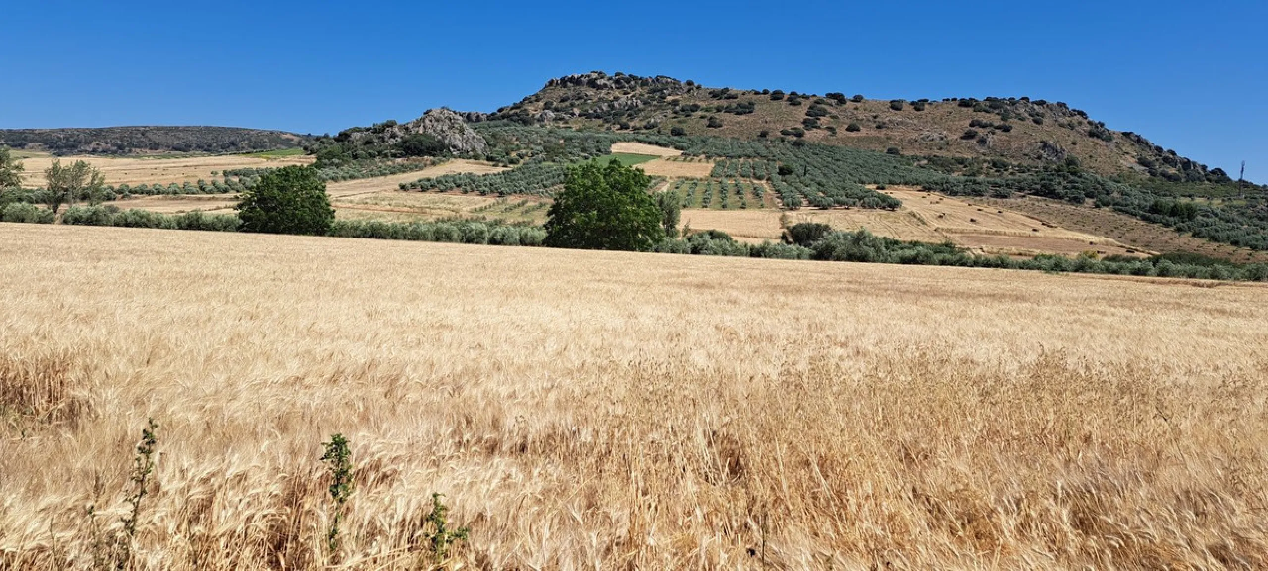 Completely flat development land with an approved and flexible project for 31 homes | 8,191 m² next to the Ronda-Campillos highway, opposite a sold development, 20 minutes from Ronda and 1 hour from Málaga and the Costa del Sol