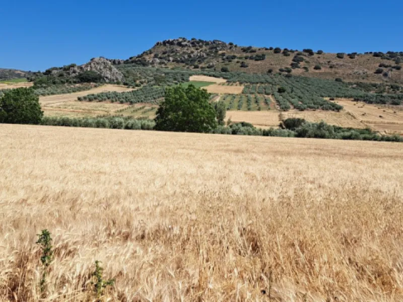 Completely flat development land with an approved and flexible project for 31 homes | 8,191 m² next to the Ronda-Campillos highway, opposite a sold development, 20 minutes from Ronda and 1 hour from Málaga and the Costa del Sol