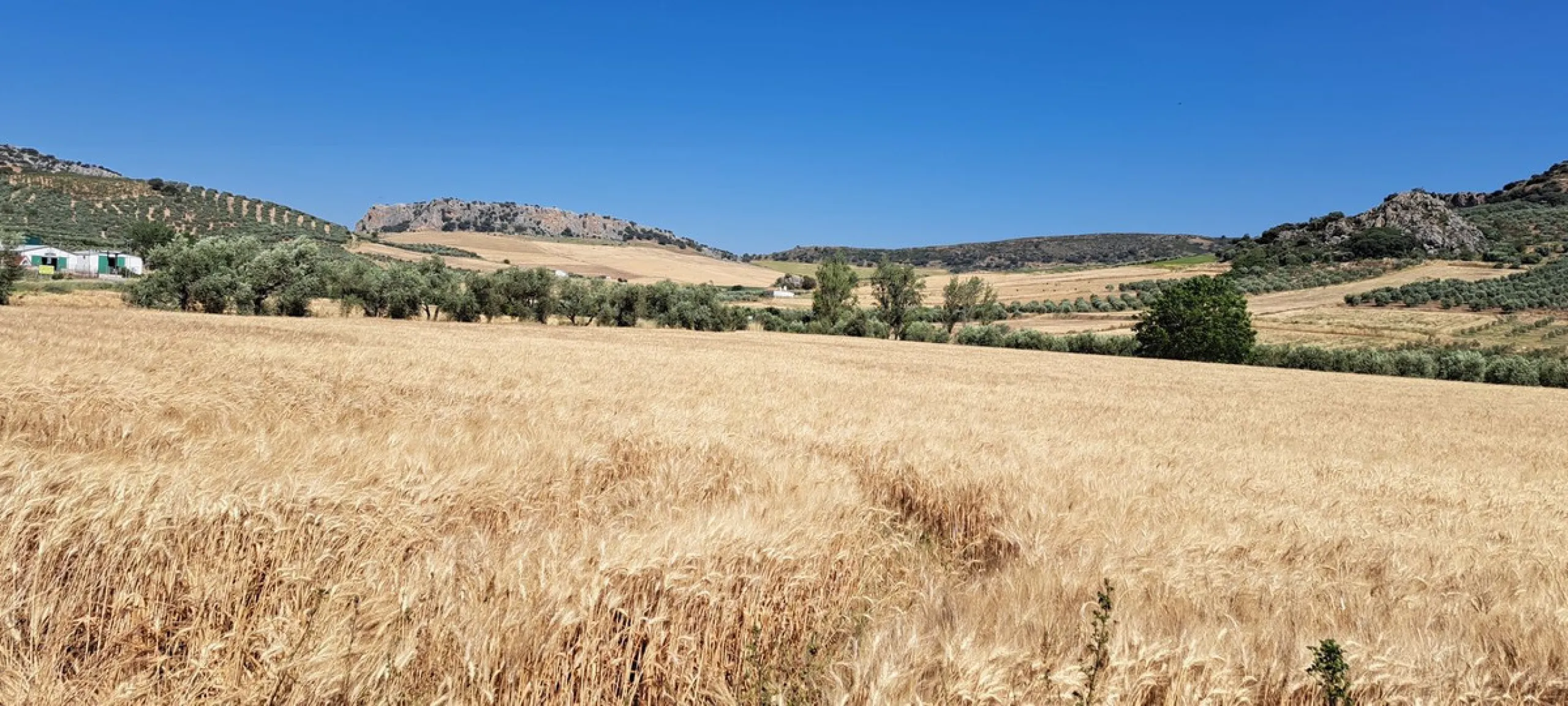 Completely flat development land with an approved and flexible project for 31 homes | 8,191 m² next to the Ronda-Campillos highway, opposite a sold development, 20 minutes from Ronda and 1 hour from Málaga and the Costa del Sol