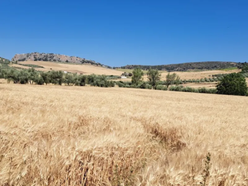 Completely flat development land with an approved and flexible project for 31 homes | 8,191 m² next to the Ronda-Campillos highway, opposite a sold development, 20 minutes from Ronda and 1 hour from Málaga and the Costa del Sol