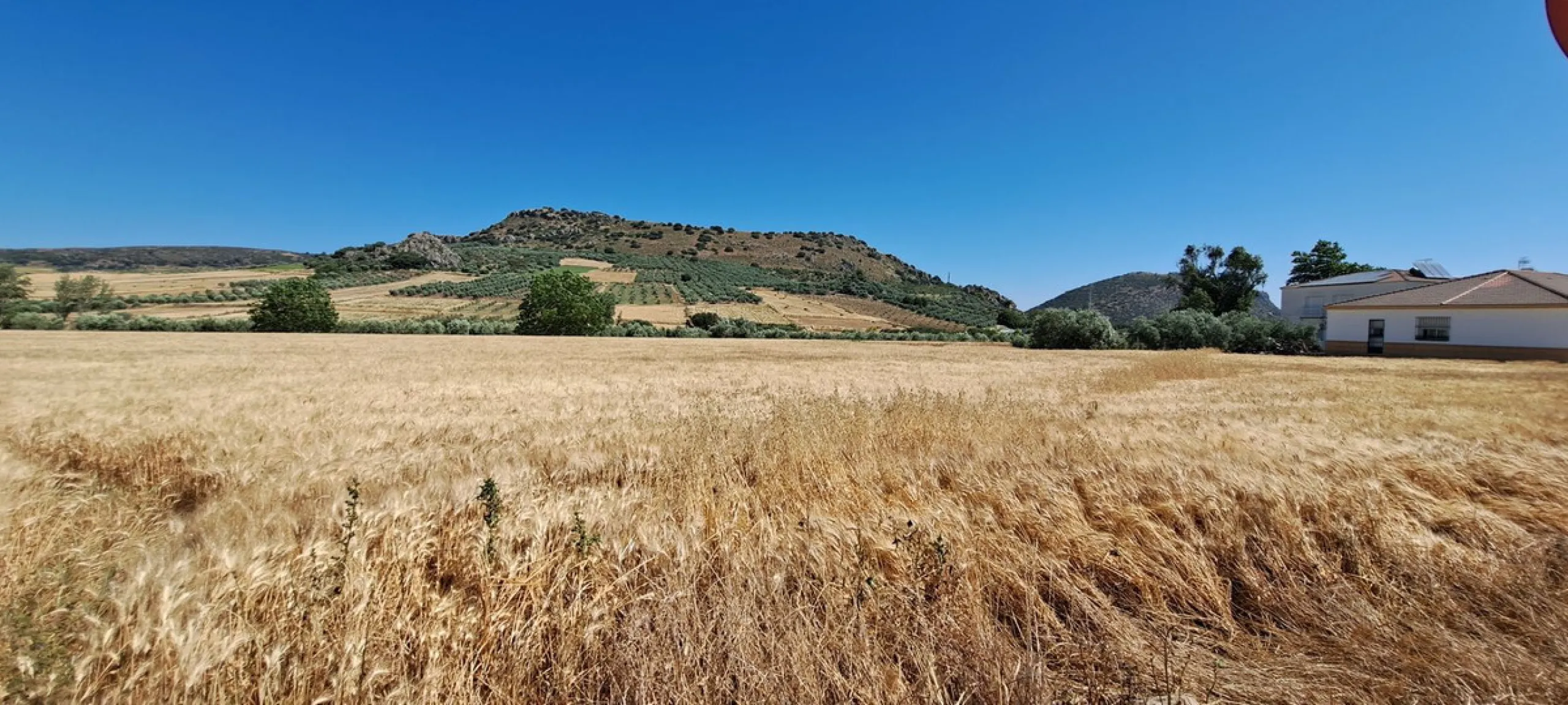 Completely flat development land with an approved and flexible project for 31 homes | 8,191 m² next to the Ronda-Campillos highway, opposite a sold development, 20 minutes from Ronda and 1 hour from Málaga and the Costa del Sol