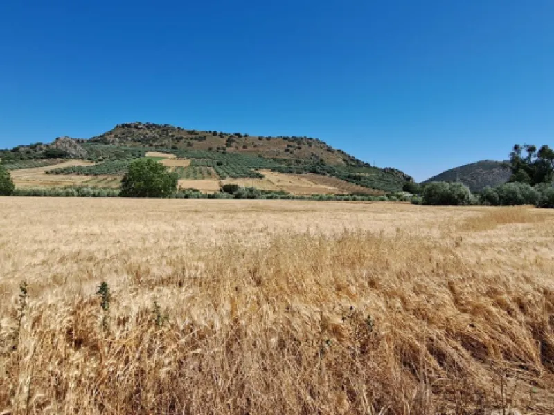 Completely flat development land with an approved and flexible project for 31 homes | 8,191 m² next to the Ronda-Campillos highway, opposite a sold development, 20 minutes from Ronda and 1 hour from Málaga and the Costa del Sol