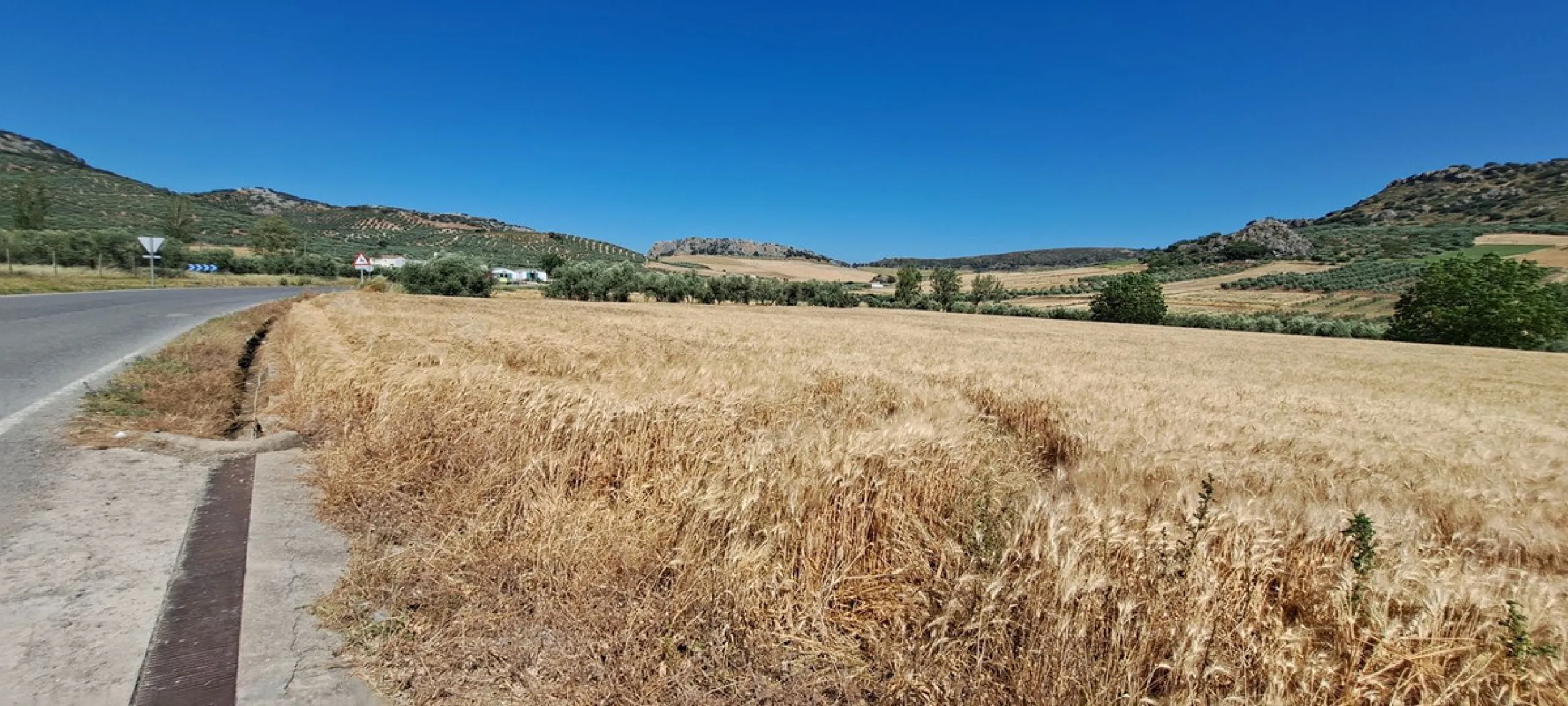 Completely flat development land with an approved and flexible project for 31 homes | 8,191 m² next to the Ronda-Campillos highway, opposite a sold development, 20 minutes from Ronda and 1 hour from Málaga and the Costa del Sol