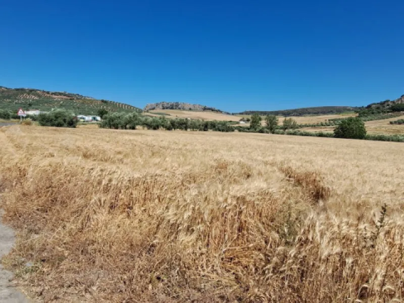 Completely flat development land with an approved and flexible project for 31 homes | 8,191 m² next to the Ronda-Campillos highway, opposite a sold development, 20 minutes from Ronda and 1 hour from Málaga and the Costa del Sol