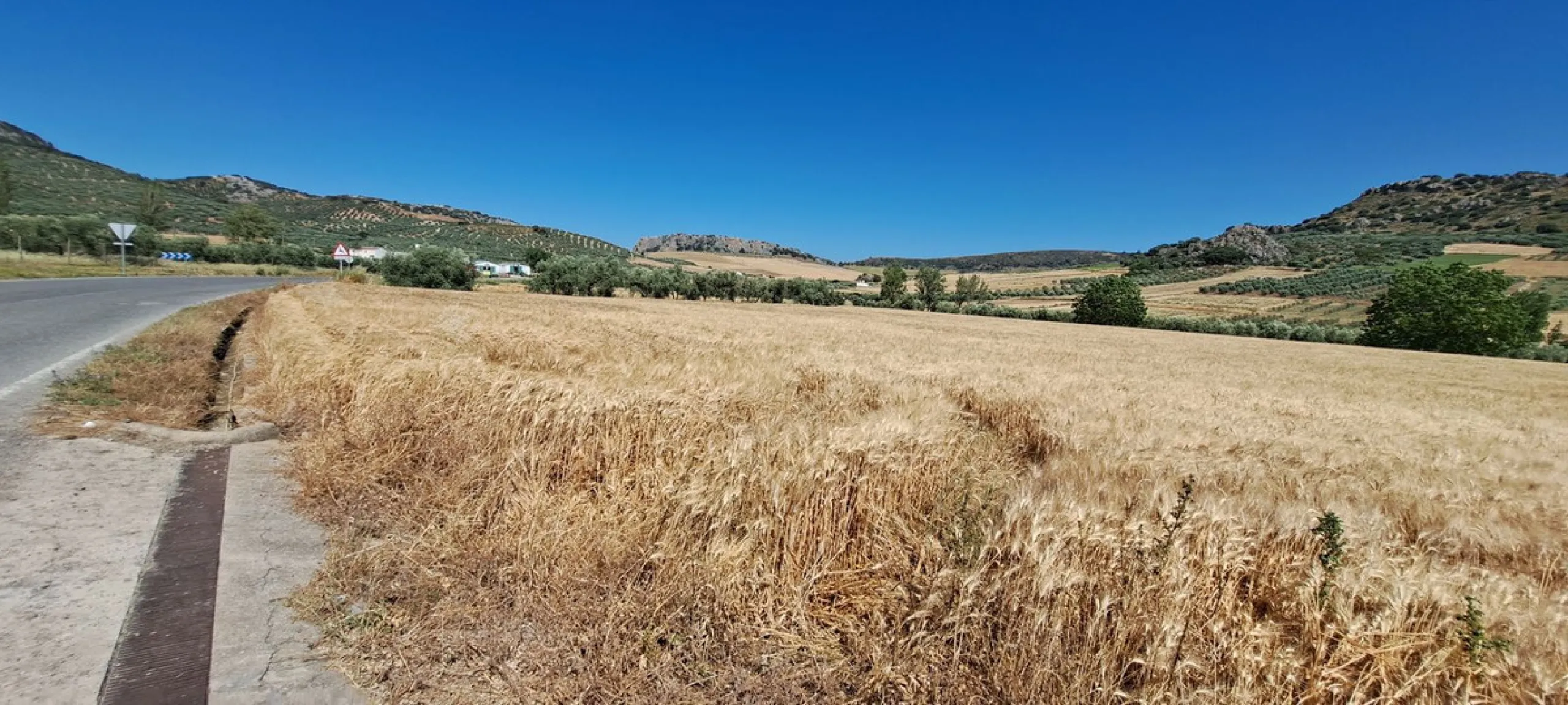 Completely flat development land with an approved and flexible project for 31 homes | 8,191 m² next to the Ronda-Campillos highway, opposite a sold development, 20 minutes from Ronda and 1 hour from Málaga and the Costa del Sol