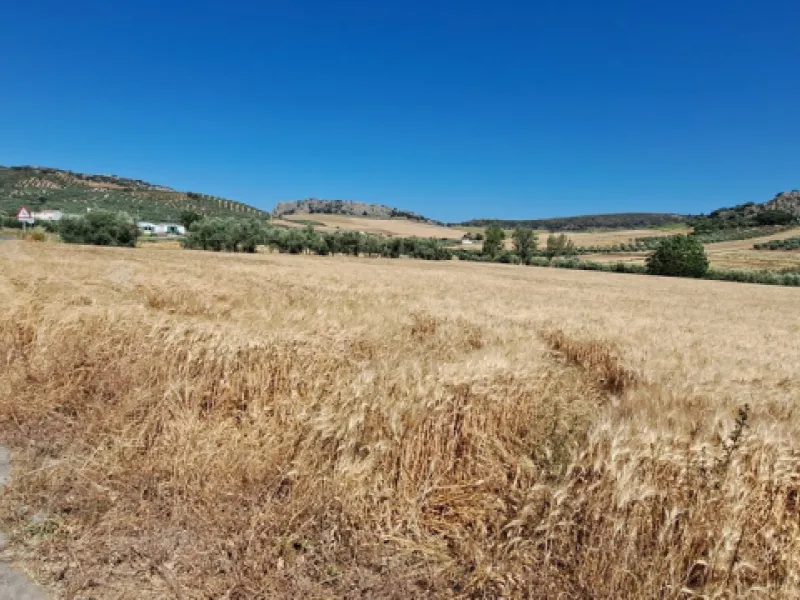 Completely flat development land with an approved and flexible project for 31 homes | 8,191 m² next to the Ronda-Campillos highway, opposite a sold development, 20 minutes from Ronda and 1 hour from Málaga and the Costa del Sol