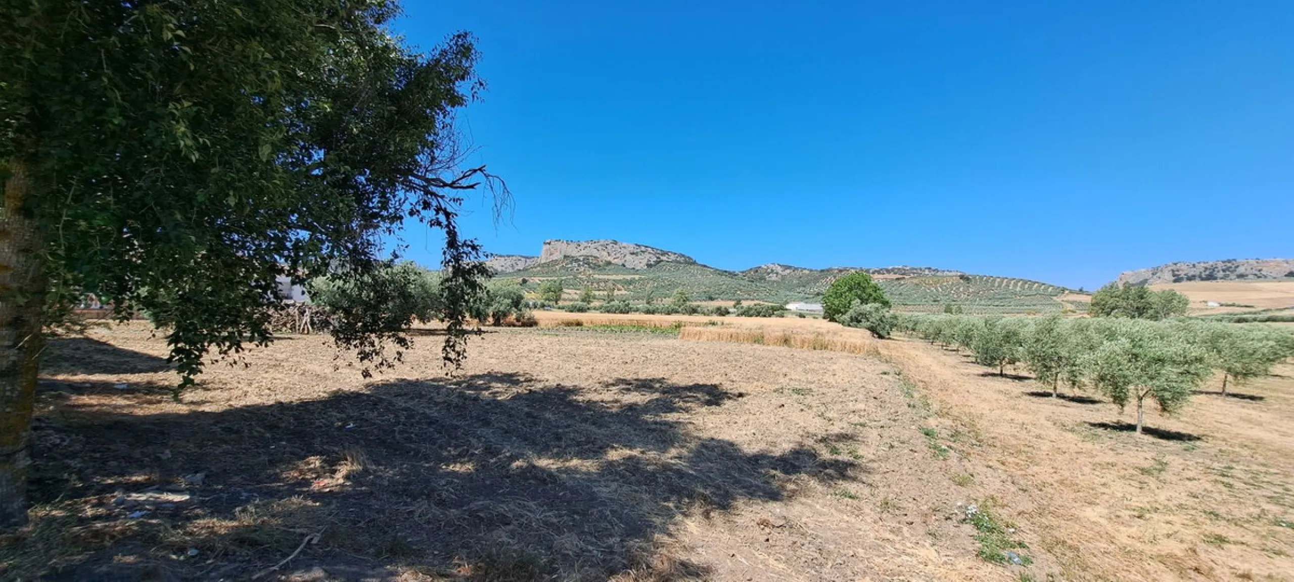 Completely flat development land with an approved and flexible project for 31 homes | 8,191 m² next to the Ronda-Campillos highway, opposite a sold development, 20 minutes from Ronda and 1 hour from Málaga and the Costa del Sol
