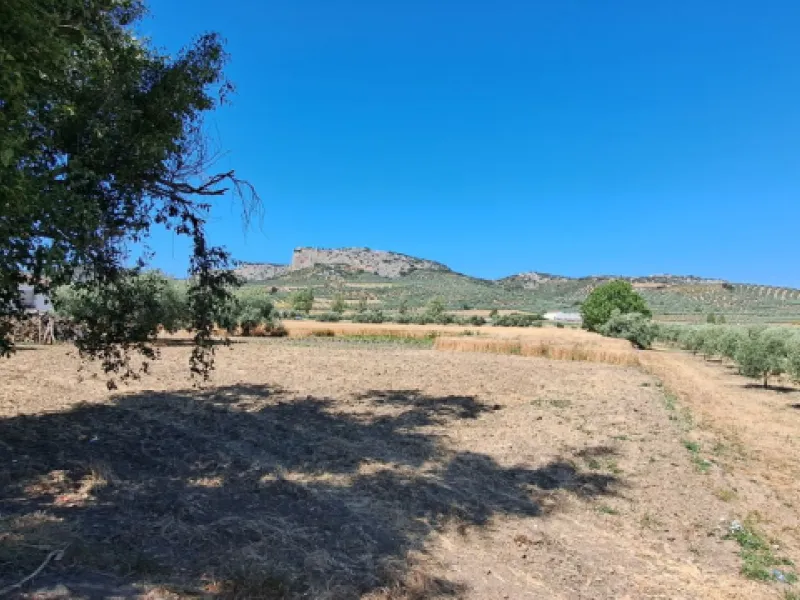 Completely flat development land with an approved and flexible project for 31 homes | 8,191 m² next to the Ronda-Campillos highway, opposite a sold development, 20 minutes from Ronda and 1 hour from Málaga and the Costa del Sol