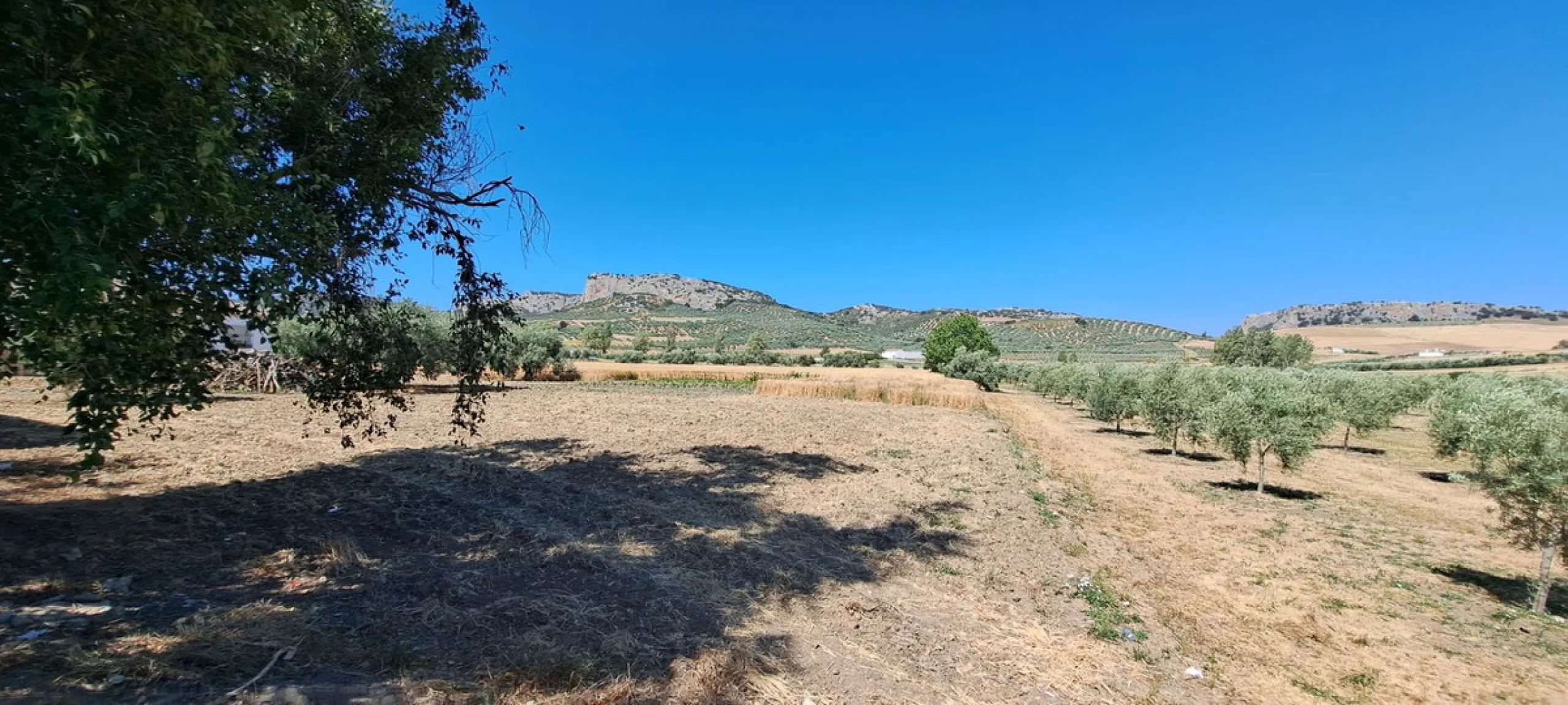 Completely flat development land with an approved and flexible project for 31 homes | 8,191 m² next to the Ronda-Campillos highway, opposite a sold development, 20 minutes from Ronda and 1 hour from Málaga and the Costa del Sol