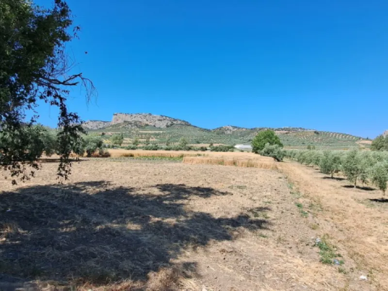 Completely flat development land with an approved and flexible project for 31 homes | 8,191 m² next to the Ronda-Campillos highway, opposite a sold development, 20 minutes from Ronda and 1 hour from Málaga and the Costa del Sol