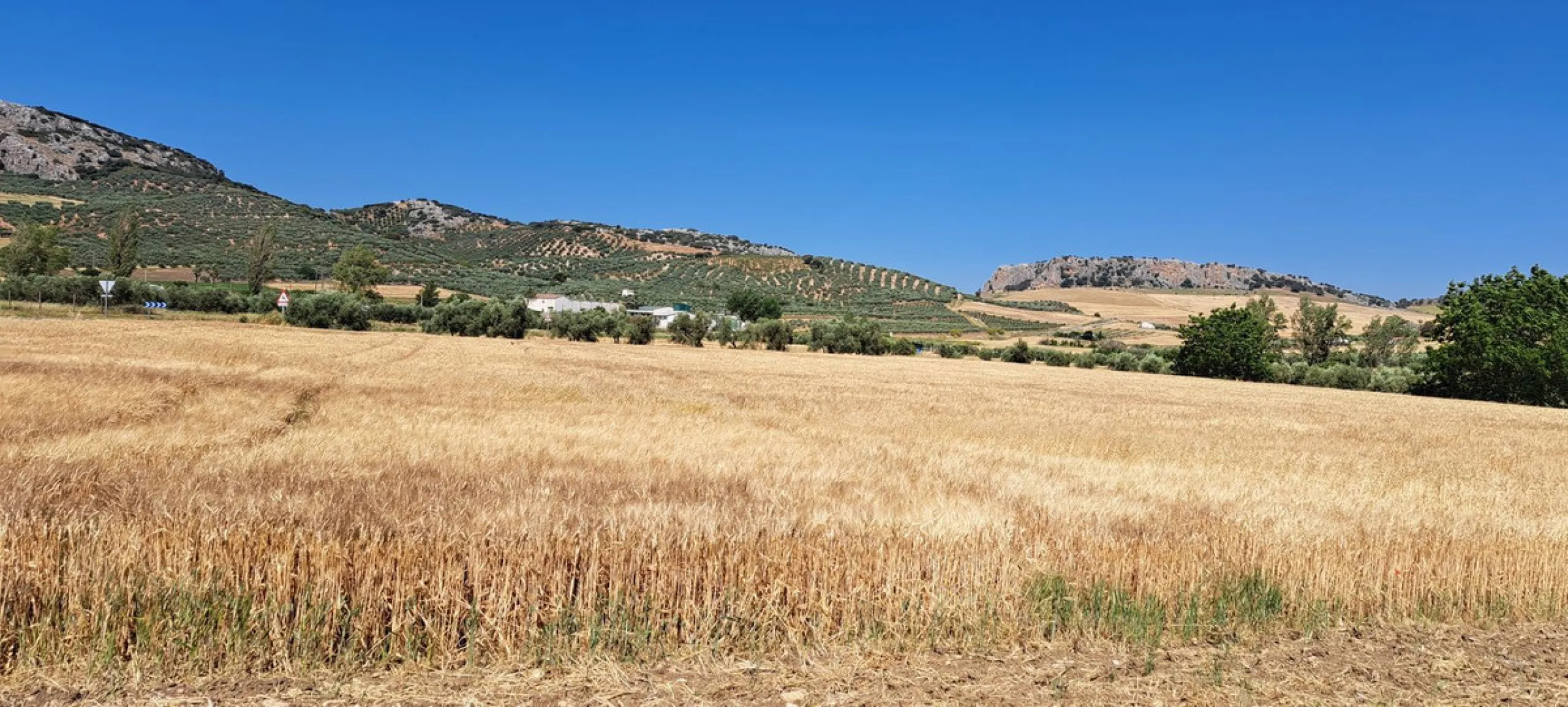 Completely flat development land with an approved and flexible project for 31 homes | 8,191 m² next to the Ronda-Campillos highway, opposite a sold development, 20 minutes from Ronda and 1 hour from Málaga and the Costa del Sol