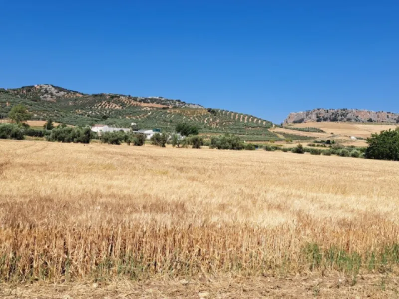 Completely flat development land with an approved and flexible project for 31 homes | 8,191 m² next to the Ronda-Campillos highway, opposite a sold development, 20 minutes from Ronda and 1 hour from Málaga and the Costa del Sol