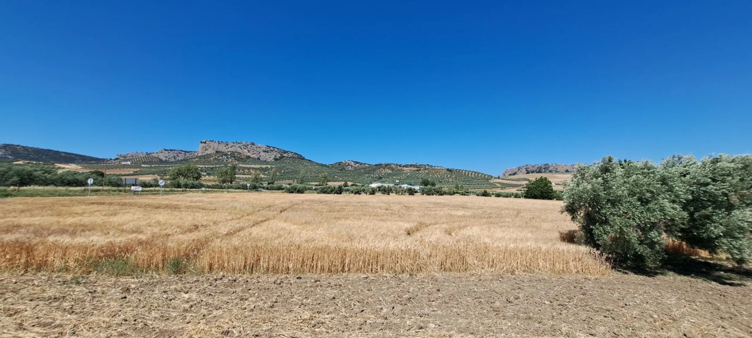 Completely flat development land with an approved and flexible project for 31 homes | 8,191 m² next to the Ronda-Campillos highway, opposite a sold development, 20 minutes from Ronda and 1 hour from Málaga and the Costa del Sol