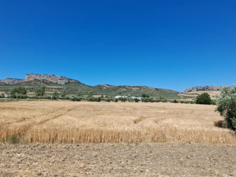 Completely flat development land with an approved and flexible project for 31 homes | 8,191 m² next to the Ronda-Campillos highway, opposite a sold development, 20 minutes from Ronda and 1 hour from Málaga and the Costa del Sol
