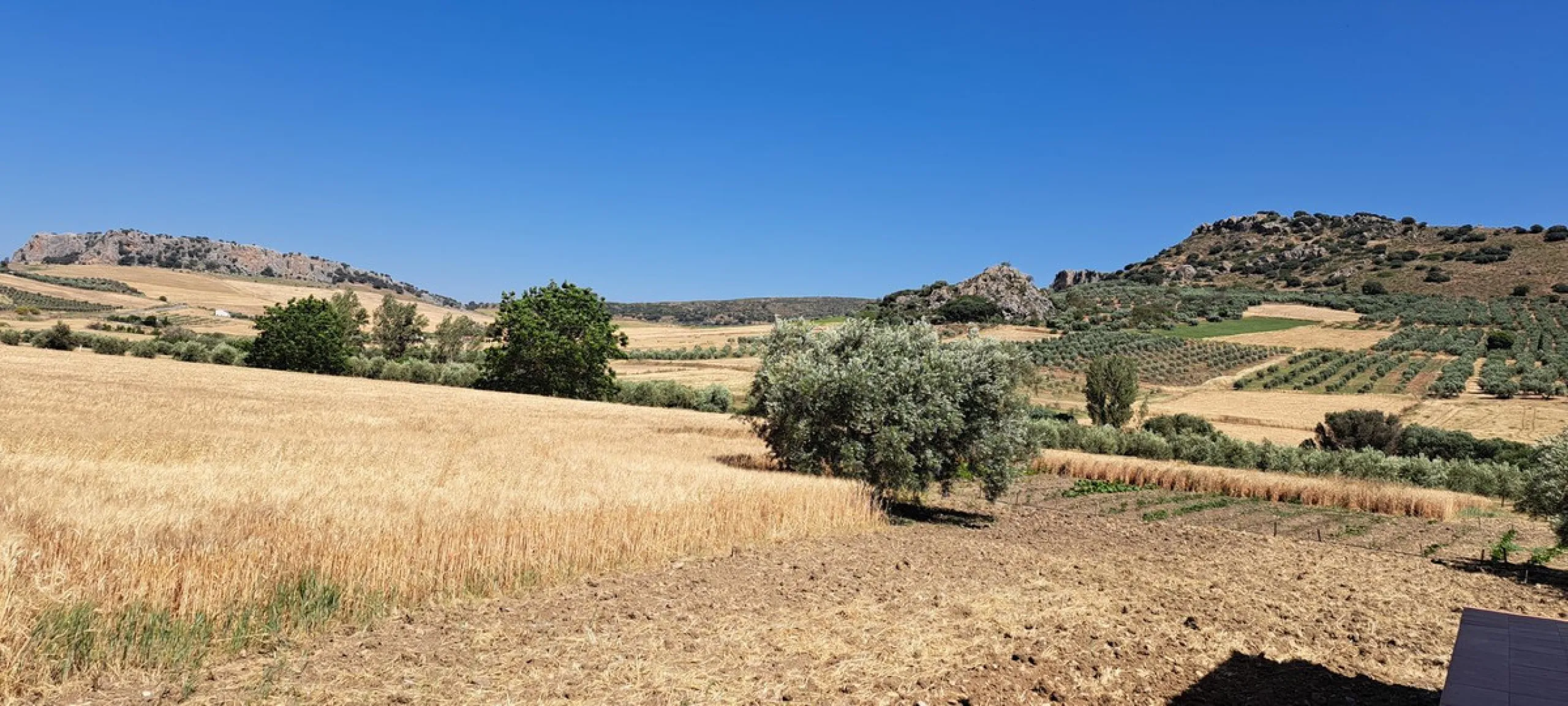 Completely flat development land with an approved and flexible project for 31 homes | 8,191 m² next to the Ronda-Campillos highway, opposite a sold development, 20 minutes from Ronda and 1 hour from Málaga and the Costa del Sol