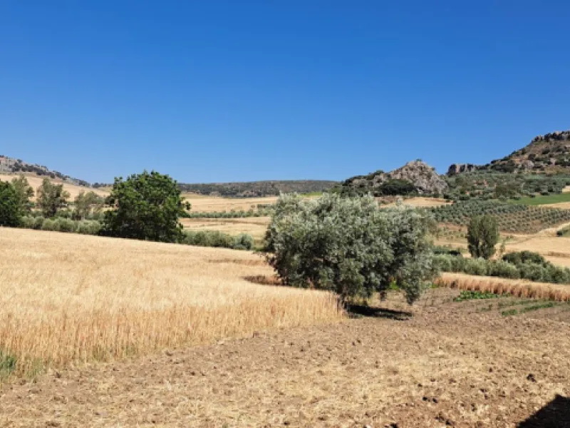 Completely flat development land with an approved and flexible project for 31 homes | 8,191 m² next to the Ronda-Campillos highway, opposite a sold development, 20 minutes from Ronda and 1 hour from Málaga and the Costa del Sol