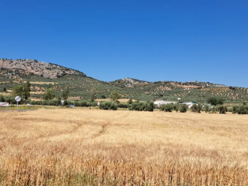 Completely flat development land with an approved and flexible project for 31 homes | 8,191 m² next to the Ronda-Campillos highway, opposite a sold development, 20 minutes from Ronda and 1 hour from Málaga and the Costa del Sol