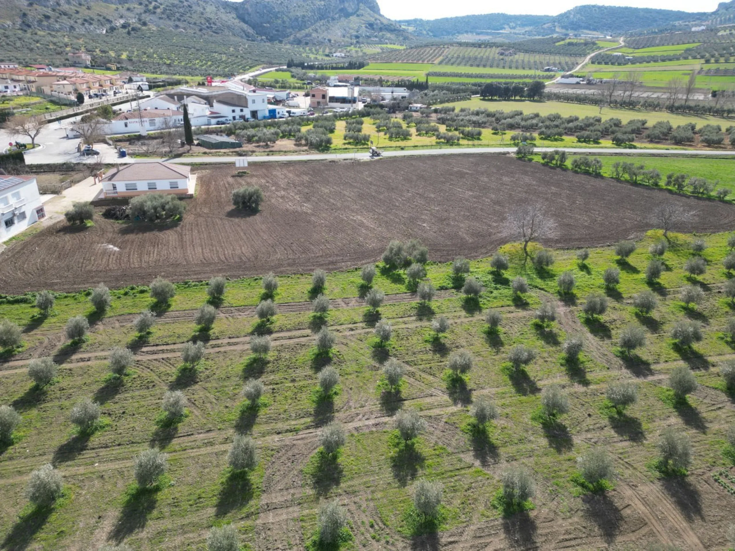 Completely flat development land with an approved and flexible project for 31 homes | 8,191 m² next to the Ronda-Campillos highway, opposite a sold development, 20 minutes from Ronda and 1 hour from Málaga and the Costa del Sol