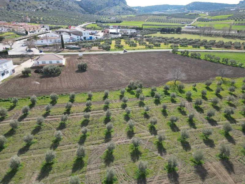 Completely flat development land with an approved and flexible project for 31 homes | 8,191 m² next to the Ronda-Campillos highway, opposite a sold development, 20 minutes from Ronda and 1 hour from Málaga and the Costa del Sol