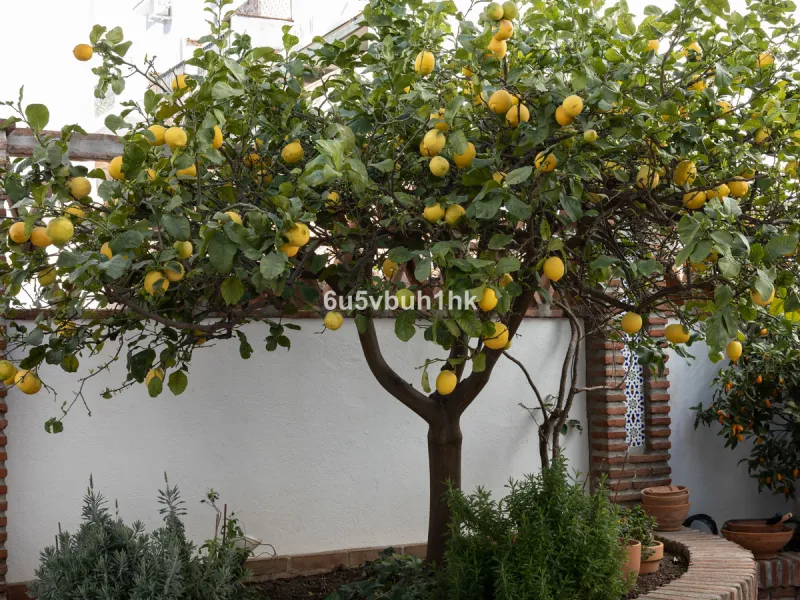 House - Detached Villa в продаже в Mijas, Málaga. В доме 4 спален и 3 ванных комнат. Площадь дома 366 м². Площадь участка 61 м²