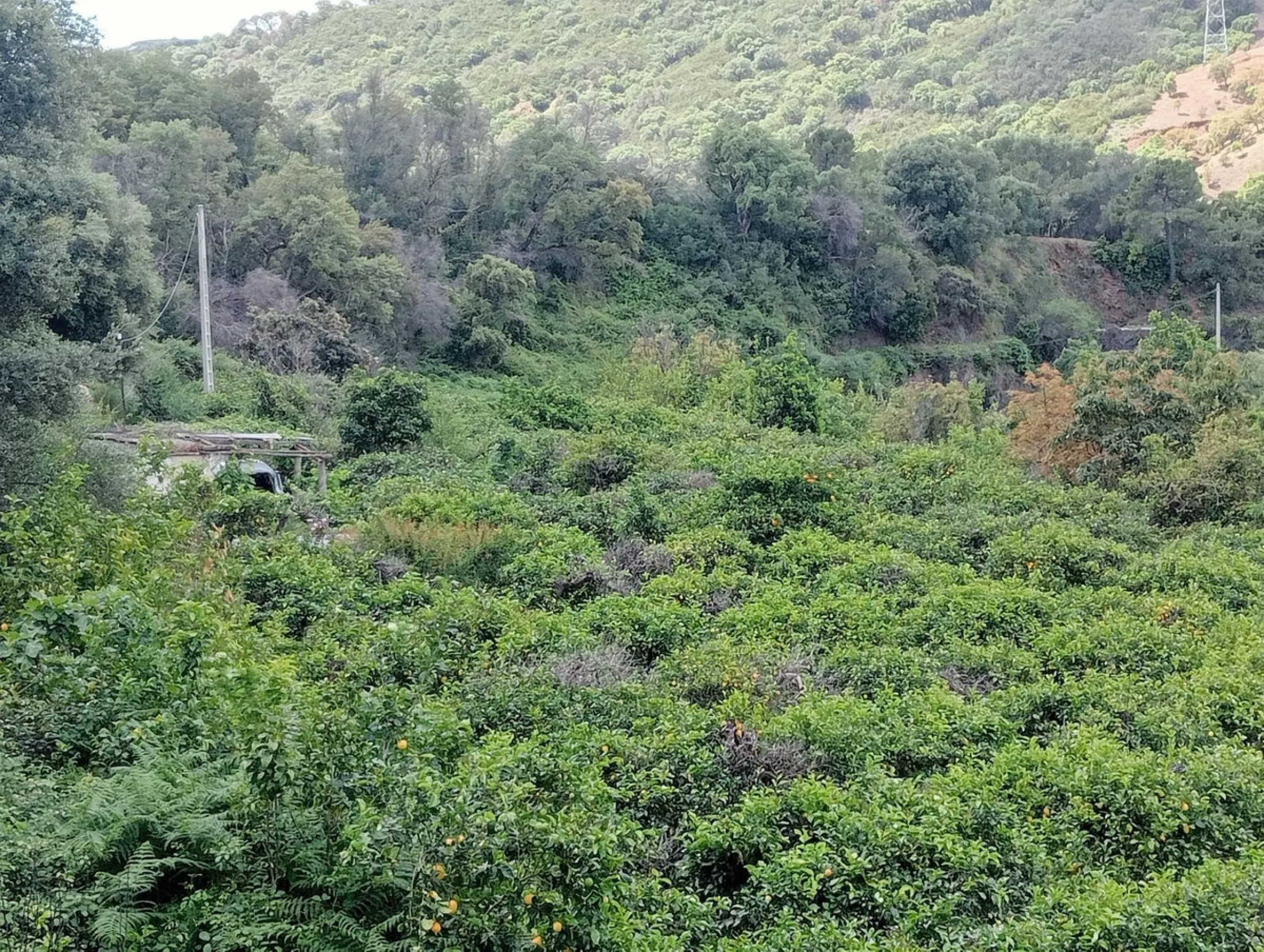 A unique 1-hectare plot located in the picturesque mountains above Estepona, by the El Padron River. This is the perfect place for those dreaming of tranquility and seclusion amidst nature.
