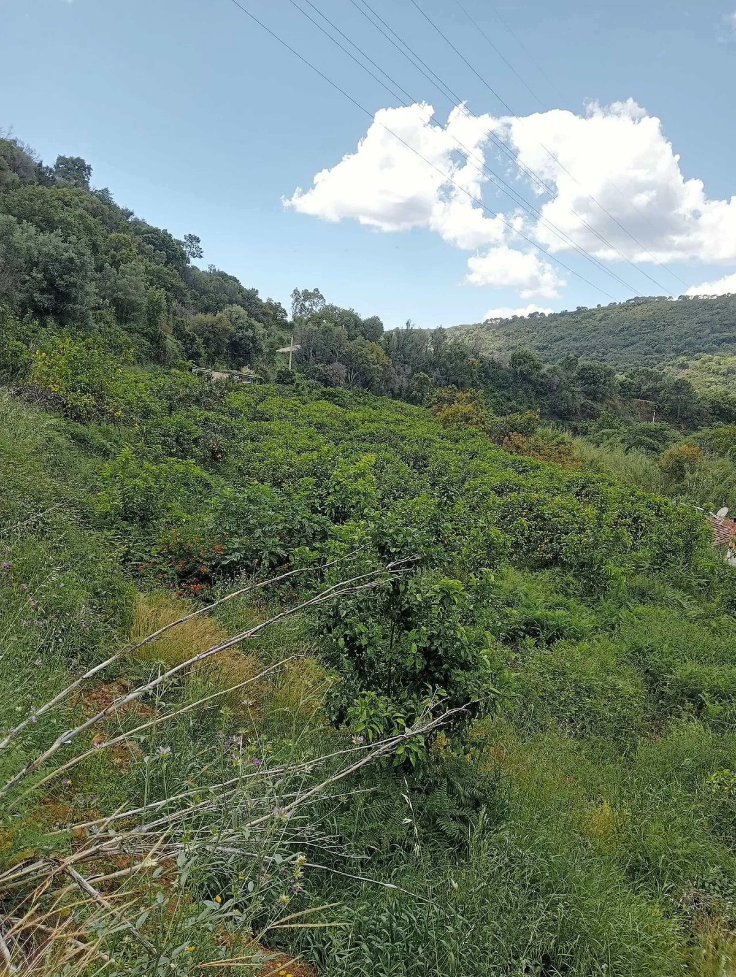 A unique 1-hectare plot located in the picturesque mountains above Estepona, by the El Padron River. This is the perfect place for those dreaming of tranquility and seclusion amidst nature.