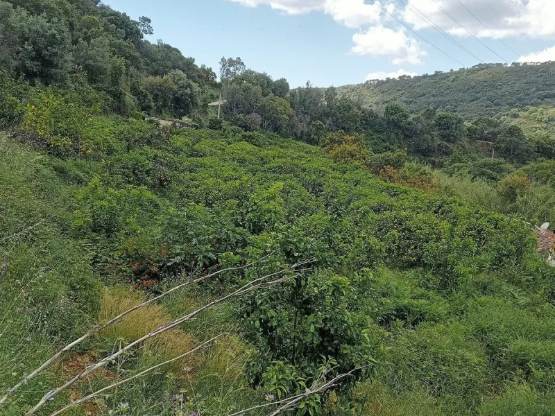A unique 1-hectare plot located in the picturesque mountains above Estepona, by the El Padron River. This is the perfect place for those dreaming of tranquility and seclusion amidst nature.