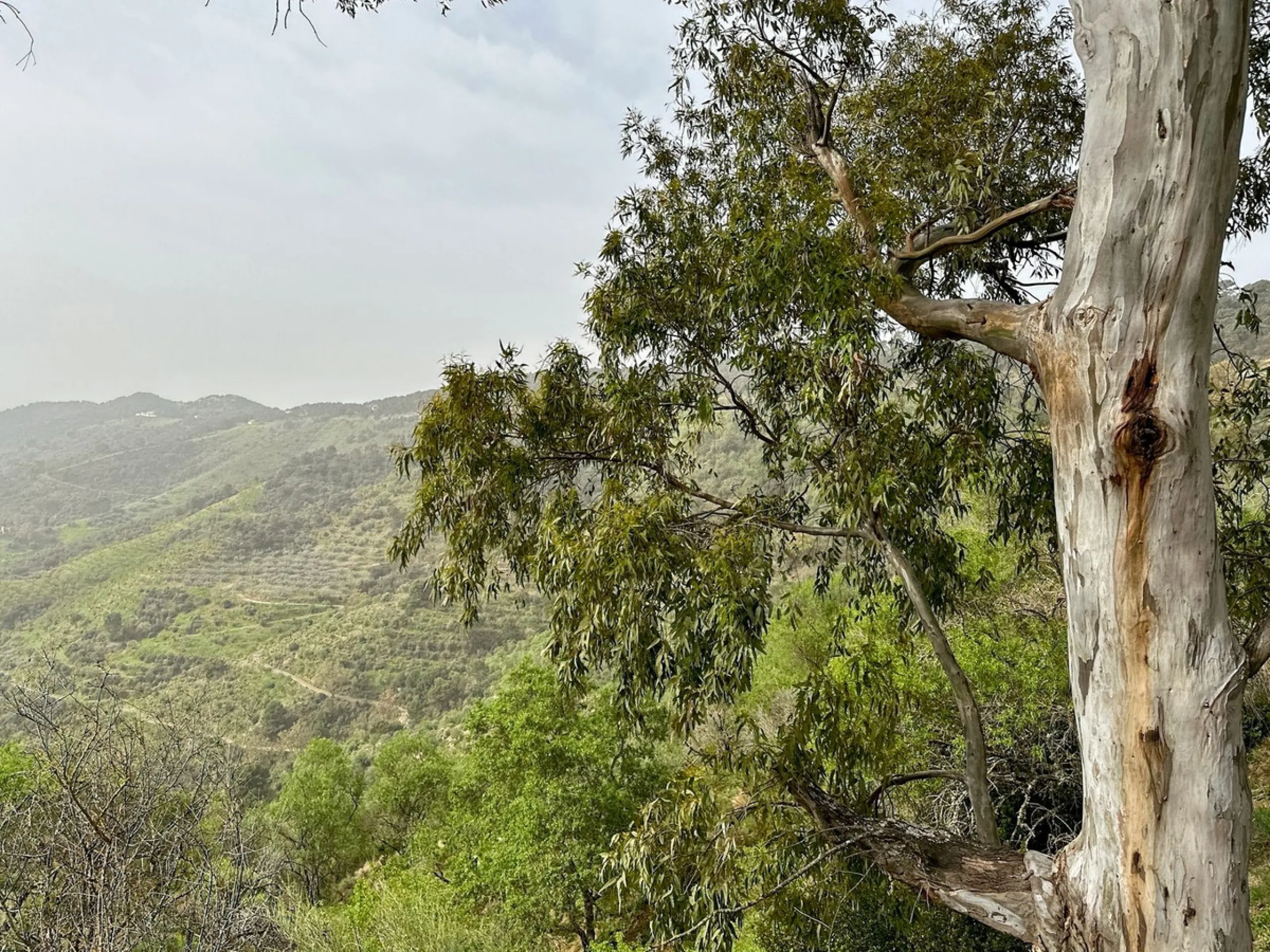 Immerse yourself in the magic of nature and history with this spectacular estate located in the Montes de Málaga Natural Park. Finca Lagar de Tolosa not only offers a unique living experience but also the opportunity to own a piece of Málaga's rich histor