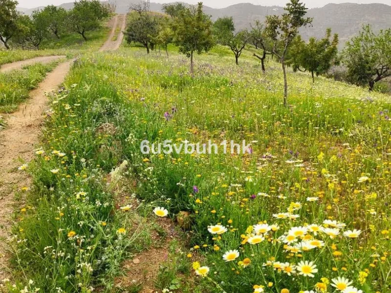 We are pleased to present this distinguished country property located in a privileged rural setting. This rustic house, part of a larger old manor house, offers a total land area of 480,000 square meters, characterized by its natural beauty and dryland fa