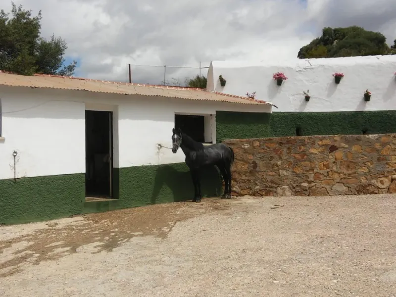 Impressive country estate close to Málaga, possibility to build. Rural property of 313 hectares (3.130.000 sqm or 773,44 acres) located in the Municipality or Ardales in Málaga Province.