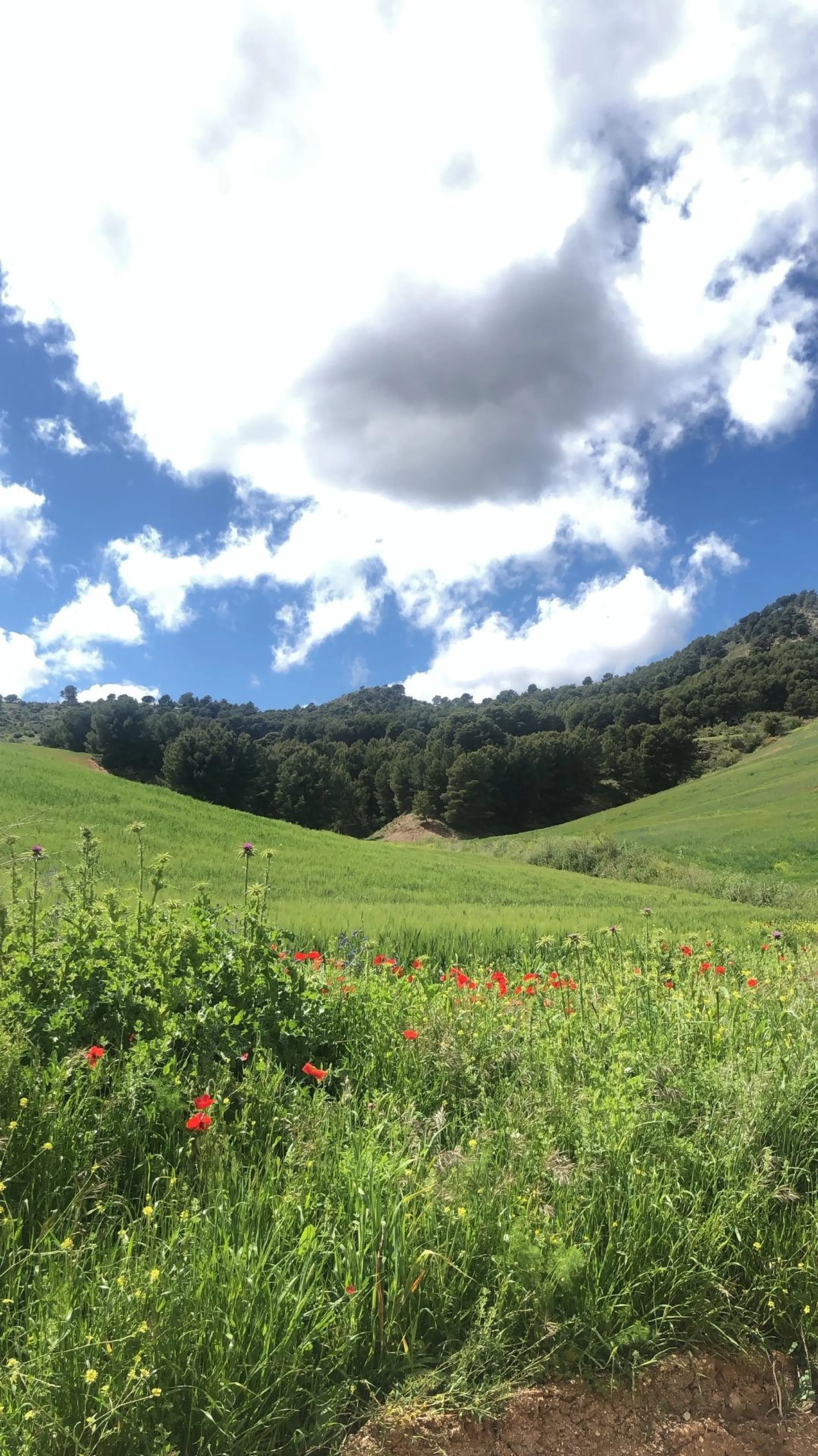 Impressive country estate close to Málaga, possibility to build. Rural property of 313 hectares (3.130.000 sqm or 773,44 acres) located in the Municipality or Ardales in Málaga Province.