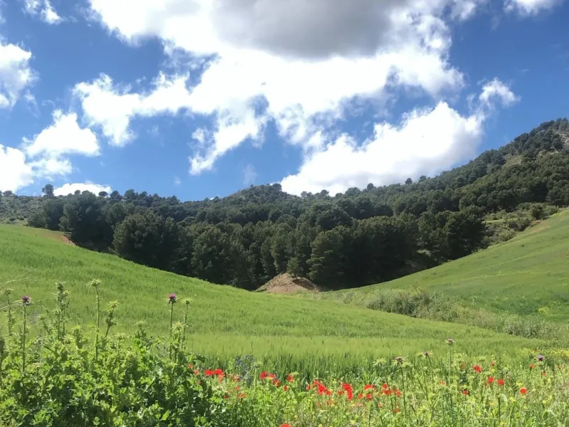 Impressive country estate close to Málaga, possibility to build. Rural property of 313 hectares (3.130.000 sqm or 773,44 acres) located in the Municipality or Ardales in Málaga Province.