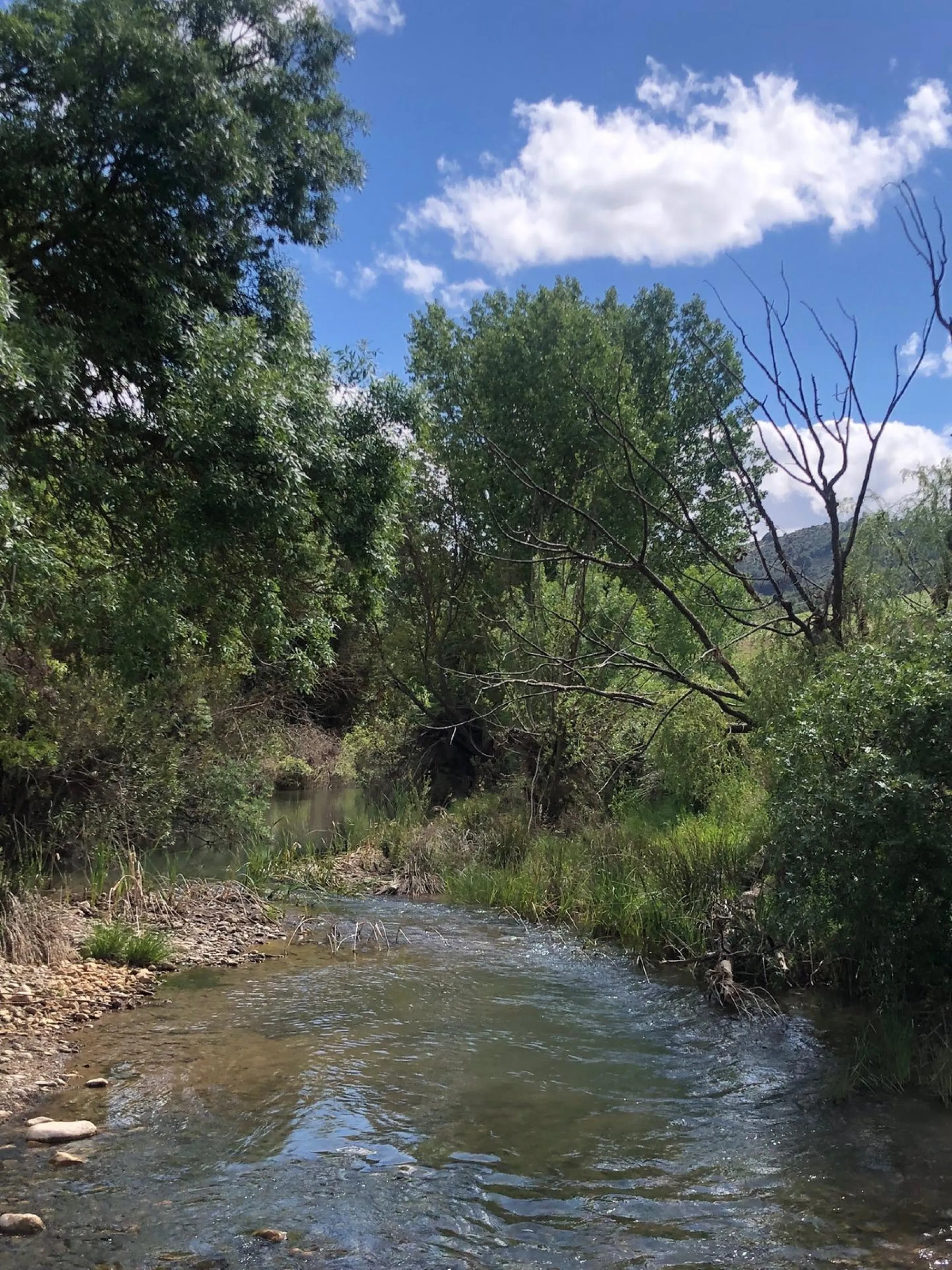 Impressive country estate close to Málaga, possibility to build. Rural property of 313 hectares (3.130.000 sqm or 773,44 acres) located in the Municipality or Ardales in Málaga Province.