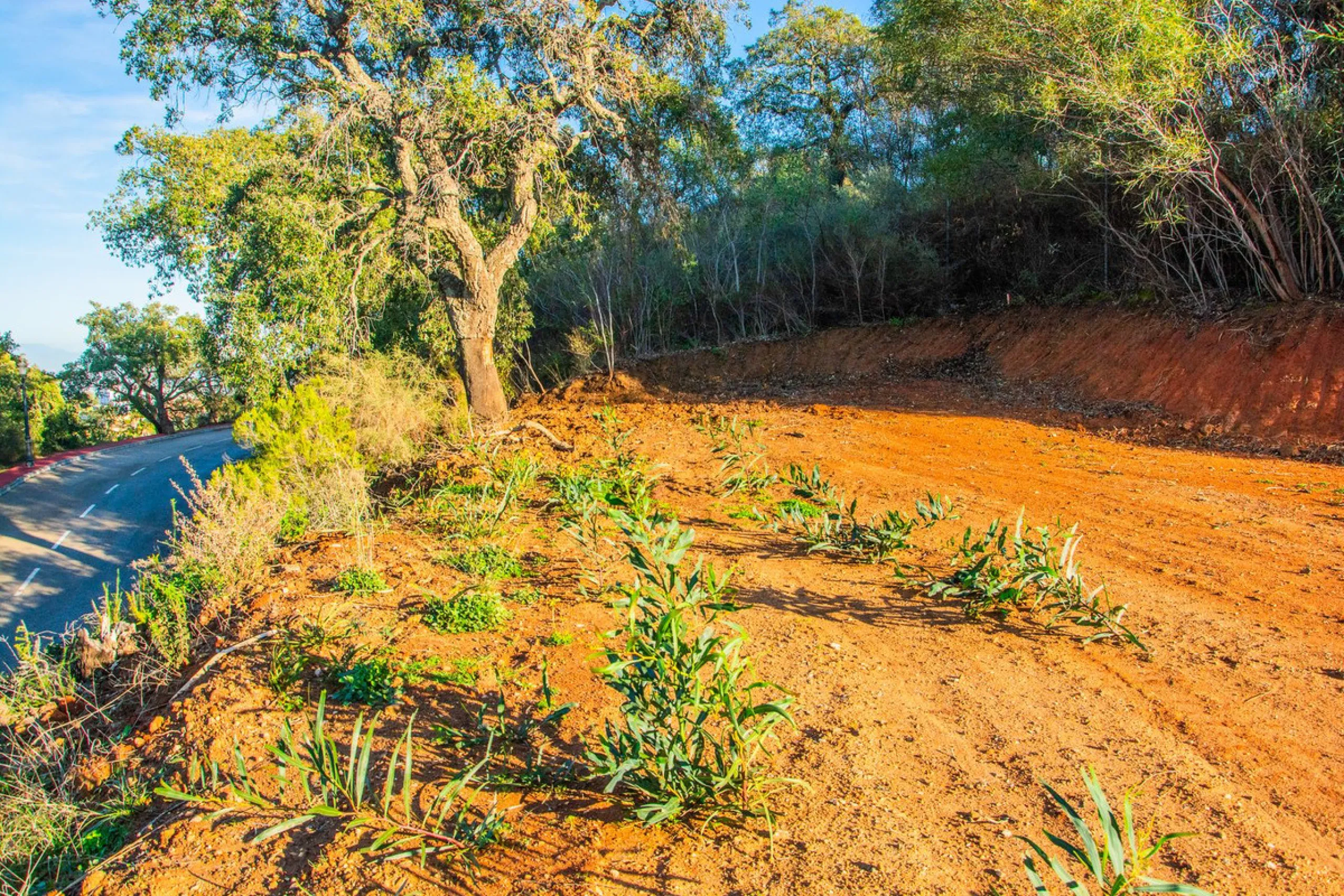 Plot 708 with project in La Mairena.